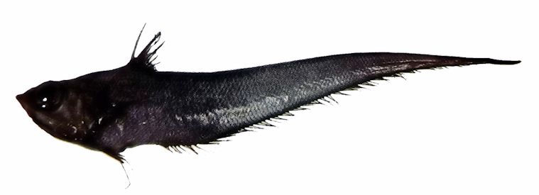 Nezumia aequalis_003345